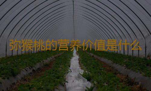 弥猴桃的营养价值是什么