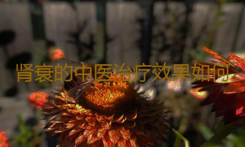 肾衰的中医治疗效果如何