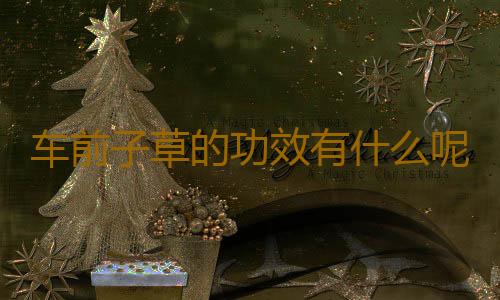 车前子草的功效有什么呢